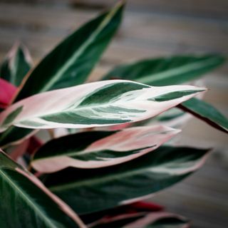 Stromanthe 'Triostar' 14 cm