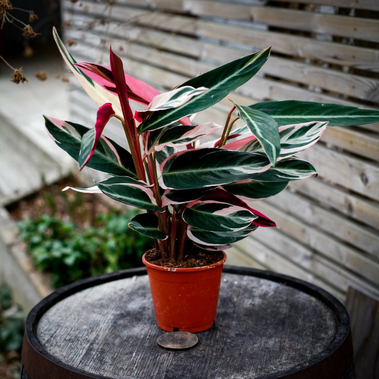 Stromanthe 'Triostar' 14 cm