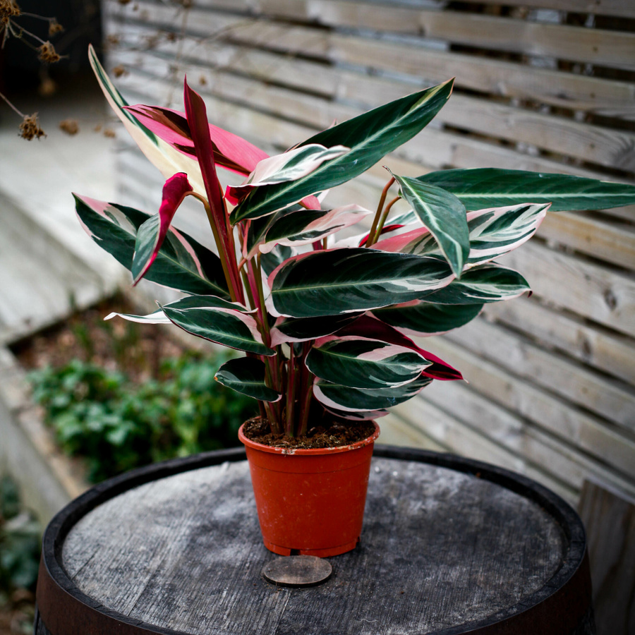 Stromanthe Triostar med rosa, gröna och ljusa blad