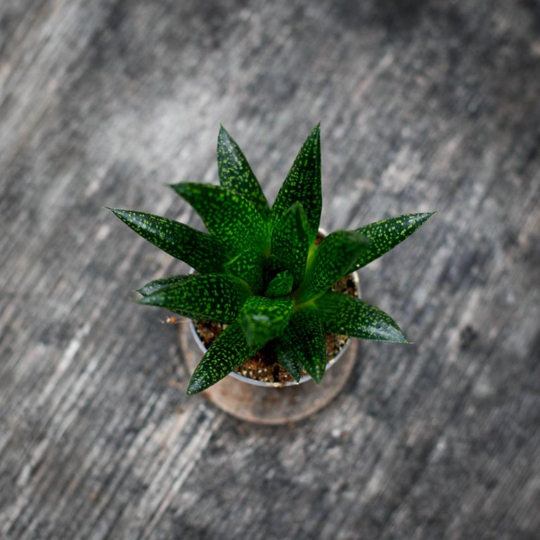 Gasteria 'D Due' 6 cm