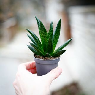 Gasteria 'D Due'