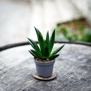 Gasteria 'D Due'
