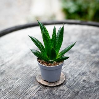 Gasteria 'D Due'