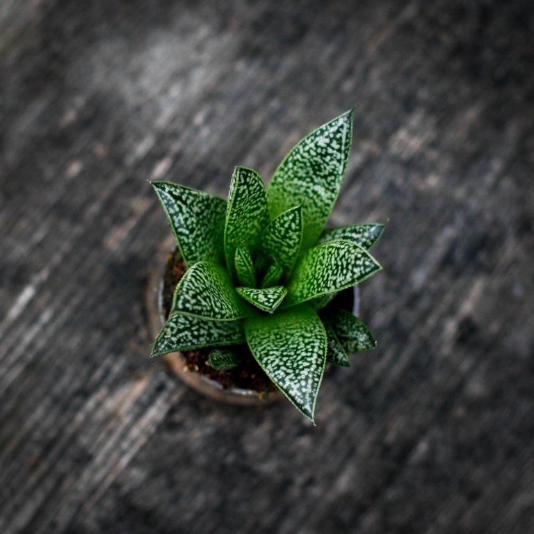 Gasteria 'D Nella' 6 cm
