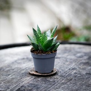 Gasteria 'D Nella'