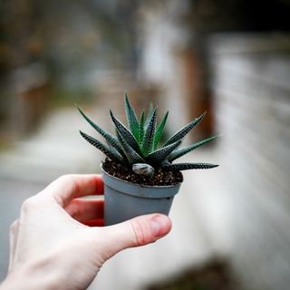 Haworthia concolor