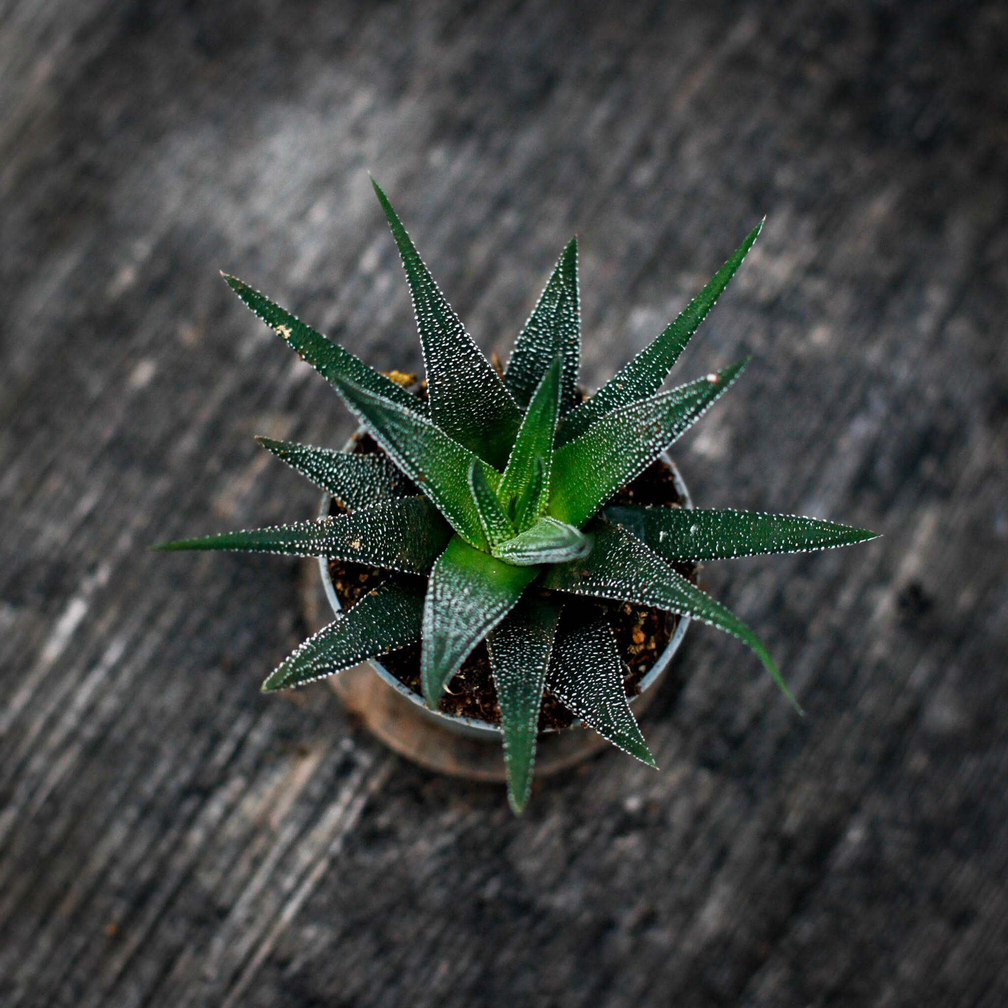 Haworthia concolor med kompakt rosett och prickiga blad