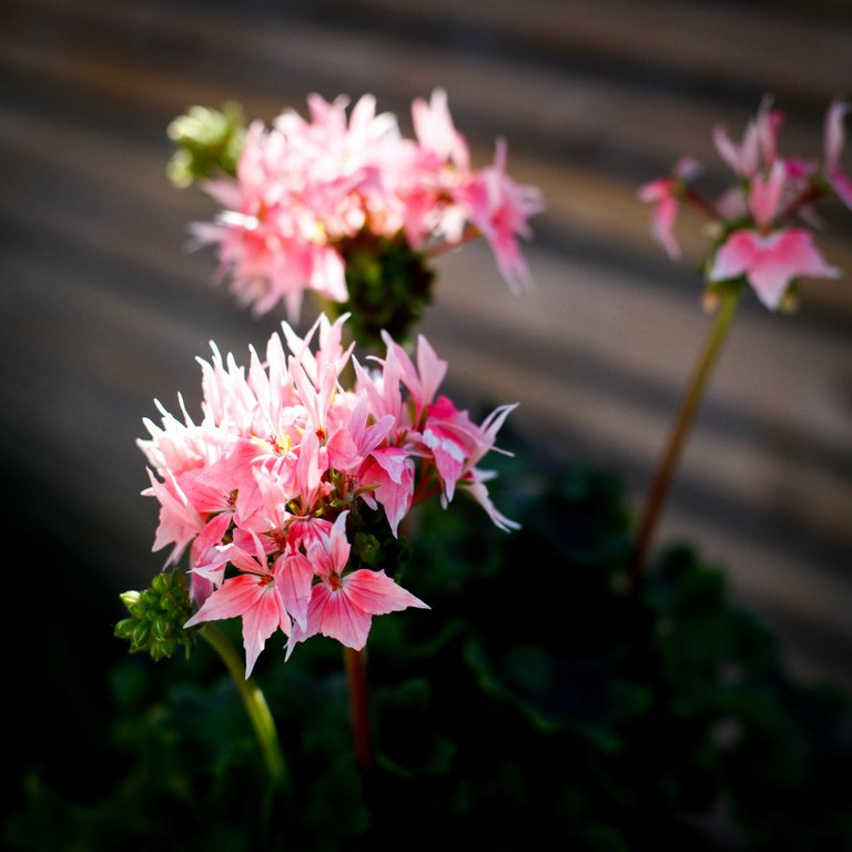 ÅRETS PELARGON 2025 - Summer Twist 'Rose' 12 CM