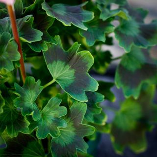 ÅRETS PELARGON Summer Twist 'Rose' 12 CM