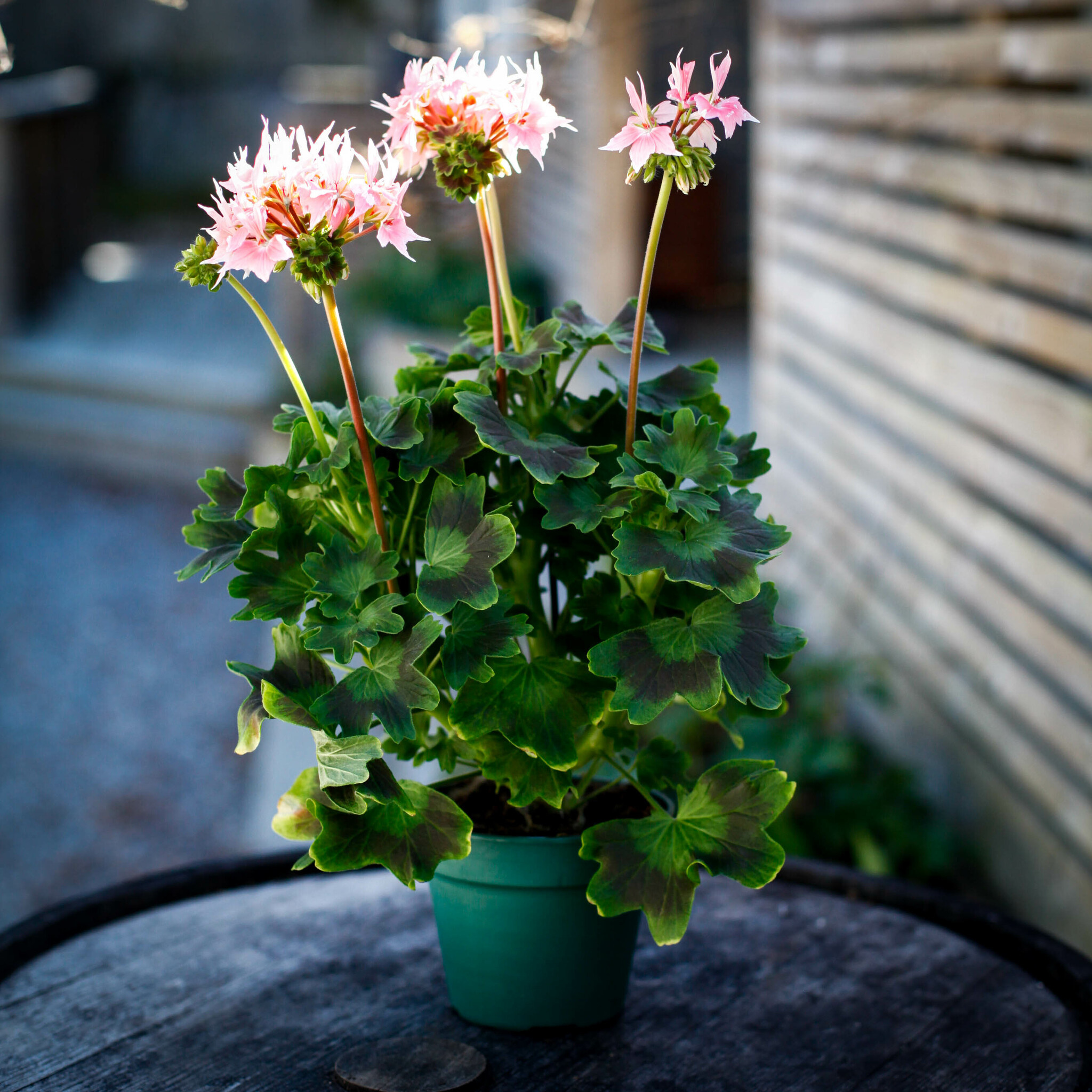 Summer Twist Rose med korallrosa stjärnformade blommor