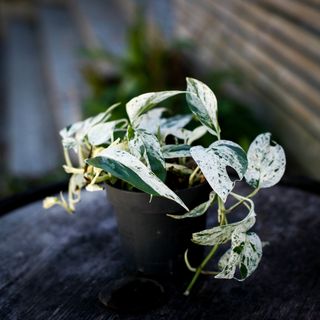Epipremnum 'Marble Variegata' 12 cm