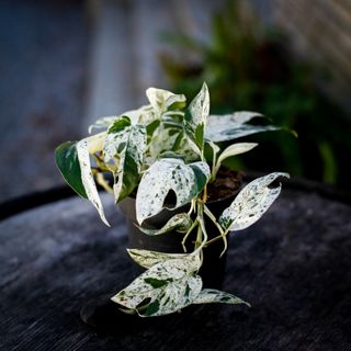 Epipremnum 'Marble Variegata' 12 cm