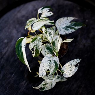 Epipremnum 'Marble Variegata' 12 cm