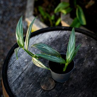 Epipremnum 'Silver Stripe' 12 cm