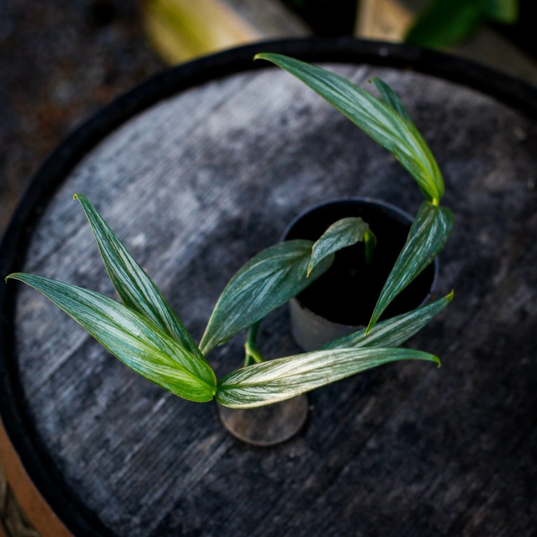 Epipremnum 'Silver Stripe' 12 cm