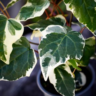 Hedera 'Gloire De Marengo' 11 cm