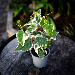 Hedera 'Gloire De Marengo' 11 cm