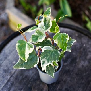 Hedera 'Gloire De Marengo' 11 cm