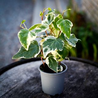 Hedera 'Gloire De Marengo' 11 cm