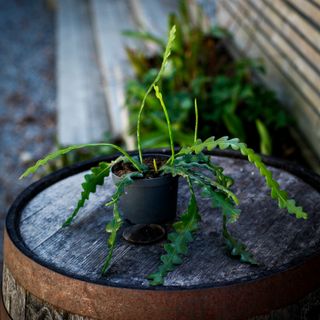 Epiphyllum anguliger 10,5 cm - Fiskbenskaktus