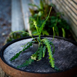 Epiphyllum anguliger 10,5 cm - Fiskbenskaktus