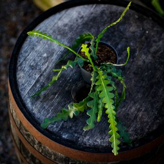 Epiphyllum anguliger 10,5 cm - Fiskbenskaktus
