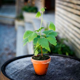 Ginkgo biloba i lerkruka 10 cm