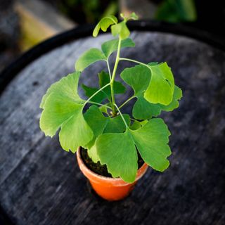 Ginkgo biloba i lerkruka 10 cm