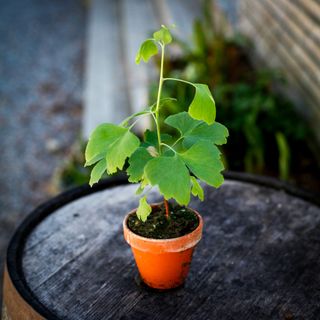 Ginkgo biloba i lerkruka 10 cm