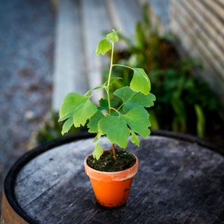 Ginkgo biloba i lerkruka 10 cm