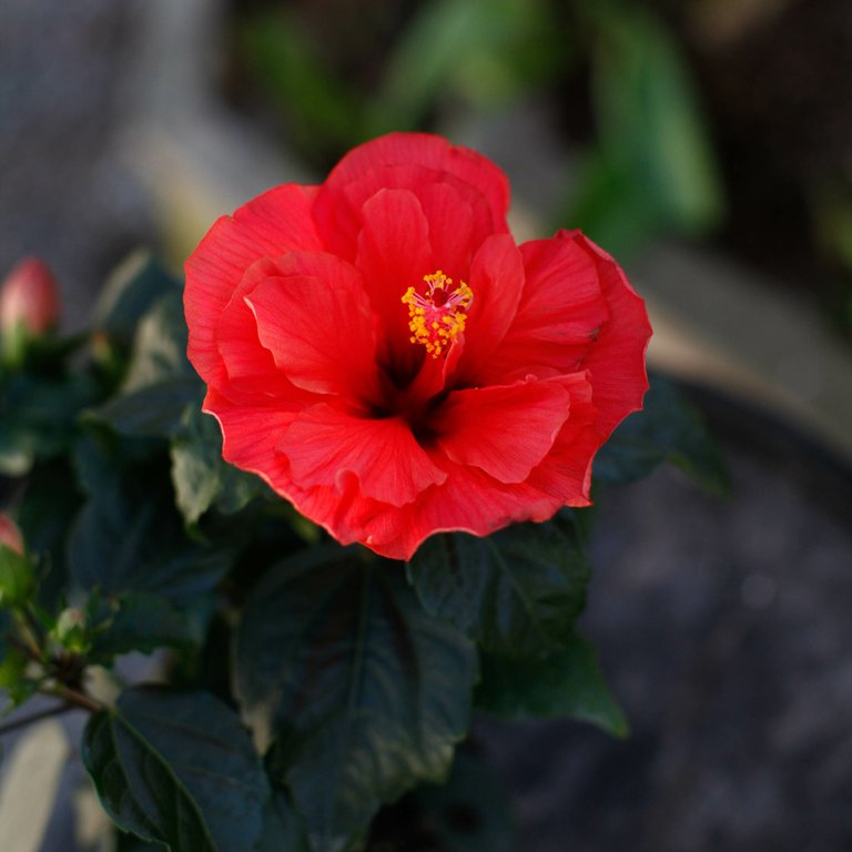 Hibiscus rödblommande 13 cm