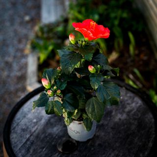 *KAMPANJ* Hibiscus rödblommande 13 cm