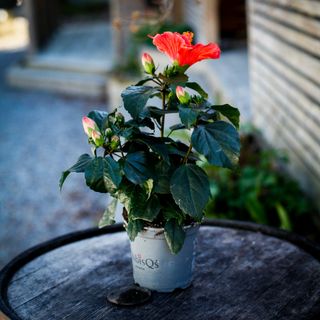*KAMPANJ* Hibiscus rödblommande 13 cm