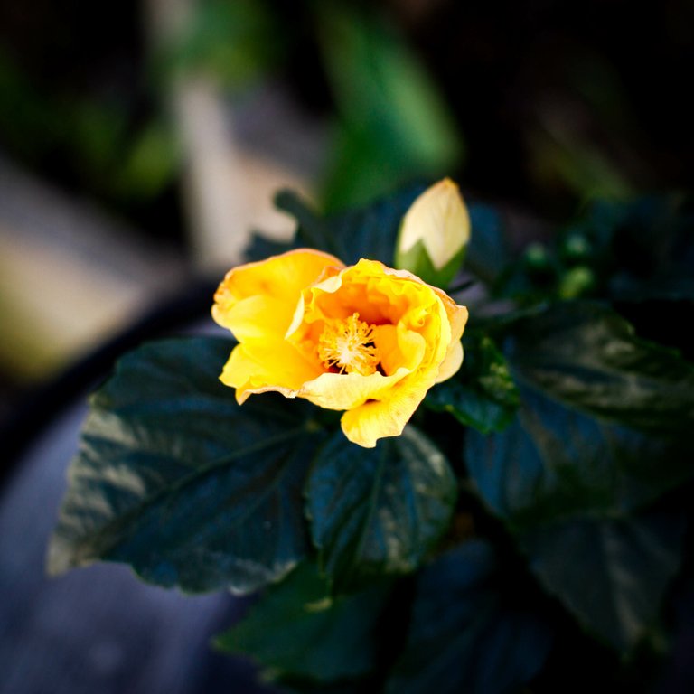 Hibiscus gulblommande 13 cm