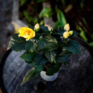 *KAMPANJ* Hibiscus gulblommande 13 cm