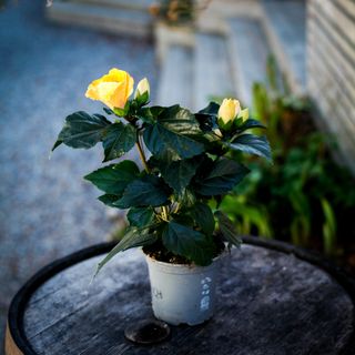 *KAMPANJ* Hibiscus gulblommande 13 cm
