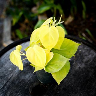 Philodendron 'Lemon Lime' 12 cm