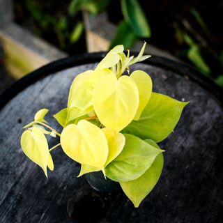 Philodendron 'Lemon Lime' 12 cm