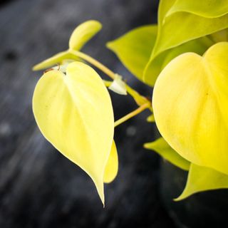Philodendron 'Lemon Lime' 12 cm
