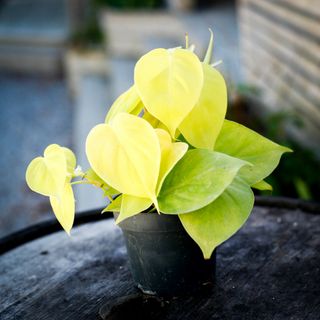 Philodendron 'Lemon Lime' 12 cm