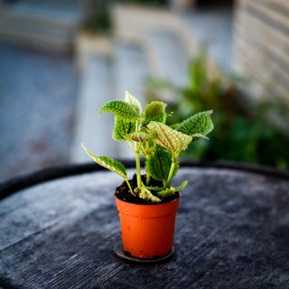 Pilea 'Moon Valley' 7 cm