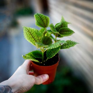 Pilea 'Moon Valley' 7 cm