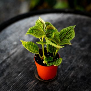 Pilea 'Moon Valley' 7 cm