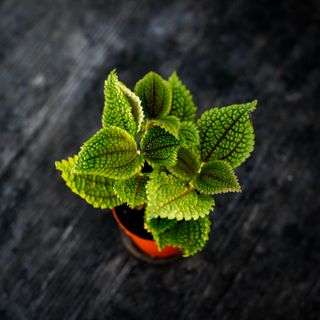 Pilea 'Moon Valley' 7 cm