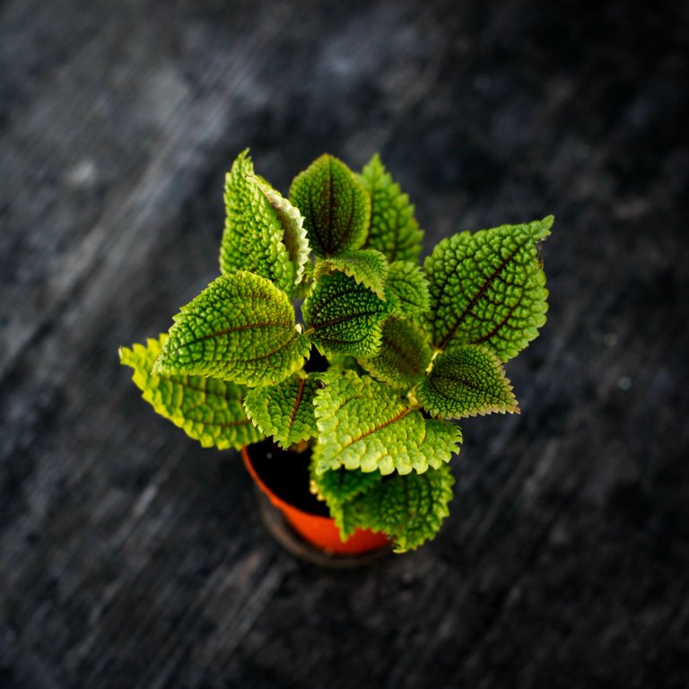 Pilea 'Moon Valley' 8,5 cm