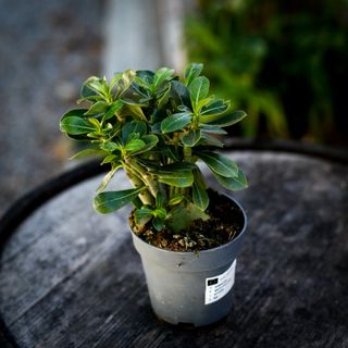 Adenium obesum 12 cm