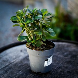 Adenium obesum 12 cm