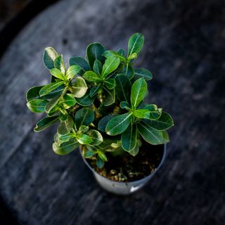 Adenium obesum 12 cm