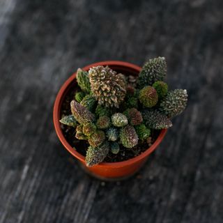 Adromischus 'Pink Coral' 8,5 cm