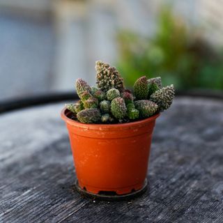 Adromischus 'Pink Coral' 8,5 cm
